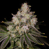 Donkey Butter Seeds